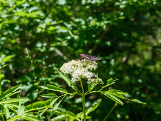 Close-up of burnet moths and butterflies sitting on blooming white sambucus elderberry flower head in a sunny green forest landscape, capturing nature, biodiversity, and wild flora. © Microscope