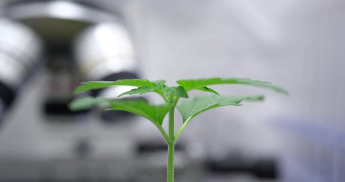A lively plant grows steadily within a sleek greenhouse setting. Its vivid leaves stretch upward, capturing the essence of nature's beauty, illuminated by artificial light.