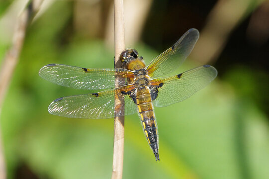 Four-spotted Chaser Dragonfly (Libellula quadrimaculata) Perched on a Reed Stem with Blurred Green Background, Macro Shot of Skimmer Dragonfly in Wild Nature