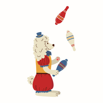 Cute circus poodle juggling clubs in colorful hand drawn style. Ideal for kids posters, circus banners, invitations, stickers and playful entertainment designs. Flat vector illustration