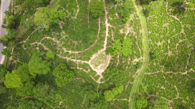 Top Down Drone View of Lush Green Tea Plantation in Bangladesh