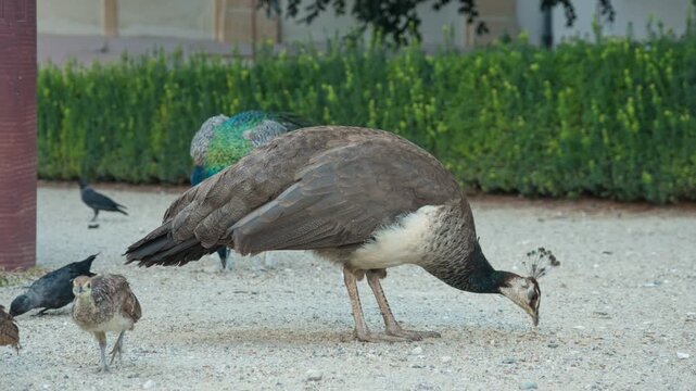 A female peahen and her small chicks forage on the ground in historic Vojan Gardens in Prague. Mother bird guides young peafowl family in park. Peaceful animal care and European tourism concept.