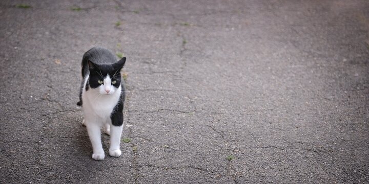 Cute Tuxedo cat is  walking on the street. Panoramic image with copy space. 
