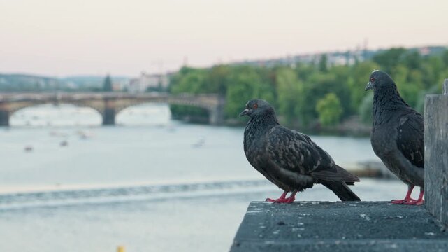Pigeons perch on historic stone architecture in Prague near the Vltava River. Urban birds cause pollution and damage to heritage buildings. Pest control and property protection concept.