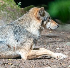wolf in the forest © Plesca