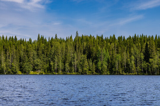 View of the dense coniferous forest bordering the calm waters of the lake on the Solovetsky Islands in Solovetsky, Arkhangelsk Oblast, Russia.