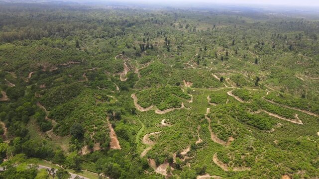 Aerial View of Lush Green Tea Plantation in Bangladesh
