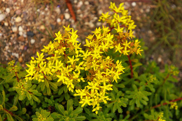 Obraz premium Fetthenne (Sedum floriferum 'Weihenstephaner Gold')