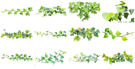 collection of various green ivy vine branches with lush leaves, isolated on a transparent background for design overlays and natural accents. © HongHanh