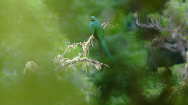 Resplendent quetzal perched in a jungle!