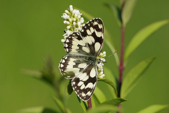 Marbled White Butterfly (Melanargia galathea) resting on white flower with green natural background, macro shot