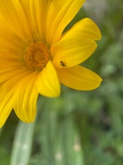Obraz premium Ant walking on vibrant yellow flower petal