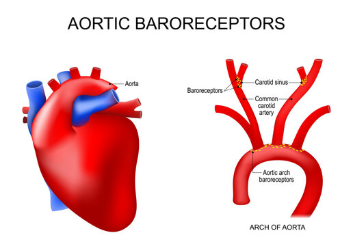 Aortic baroreceptors. Humans heart anatomy. Close-up Arch of aorta,