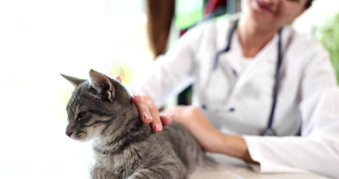 A content cat receives loving attention from a kind person in a cozy space. Soft strokes bring comfort to the furry friend, creating a peaceful moment filled with joy.