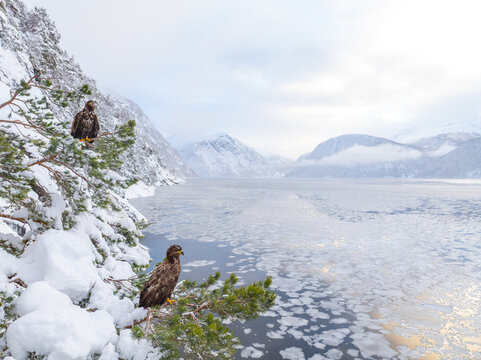 View of two white-tailed eagles perched on snow-covered pine branches overlooking a frozen fjord with snow-capped mountains in Liabygda, More og Romsdal, Norway.