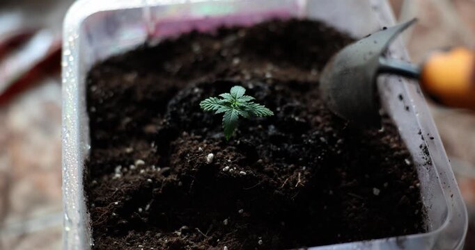 In a warm and inviting space, hands gently tend to a small plant emerging from dark earth. Careful attention transforms the soil, as life begins to flourish.