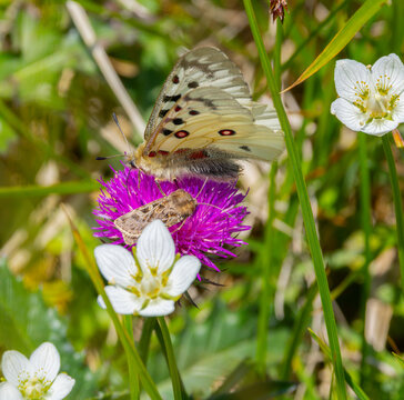 Alpenapolle, Futterpflanze, Schmetterling, Gro&szlig;glockner.