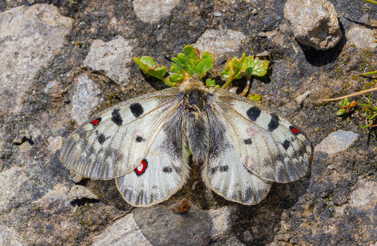 Alpenapollo, Schmetterling, Mineralien, selten, Hochgebirge, Pinzgau.