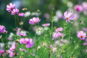 Obraz premium Pink cosmos flowers blooming in a soft green meadow background.