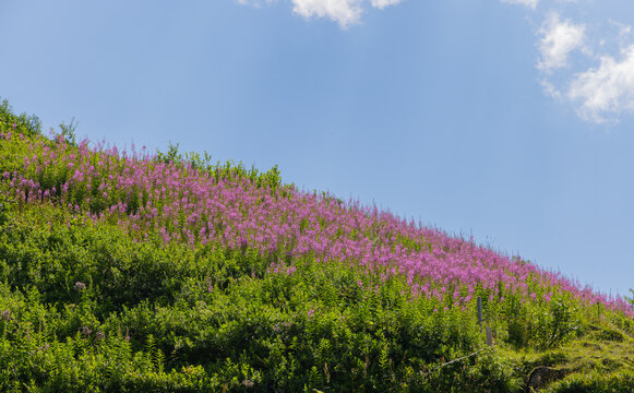 Bl&uuml;hende Wiese, Alpenblumen, Alpen, Gro&szlig;glockner, Salzburg.
