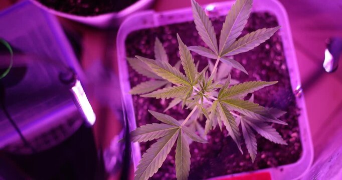 Lush cannabis plants flourish under radiant purple lights in a cozy indoor garden. Time and care turn these green wonders into thriving beauties.