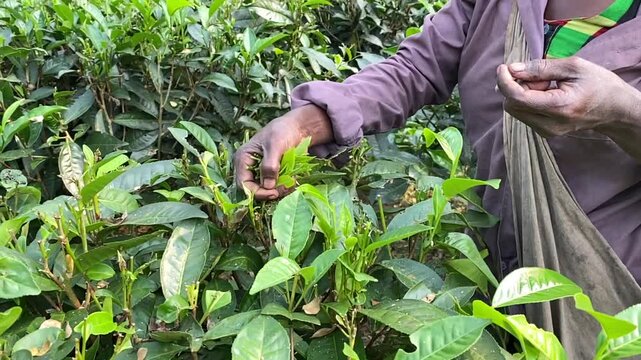 Tea Garden Workers Picking Fresh Tea Leaves in Bangladesh in Slow Motion