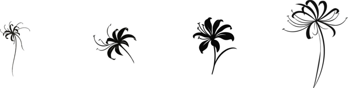 A premium black and white flat vector icon of a delicate nerine lily flower, solid black lines and fills, modern UI style, exclusive minimalist design, isolated on a pure white background