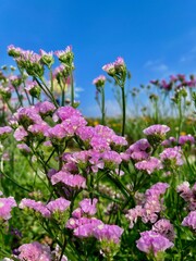 Obraz premium flowers in the garden