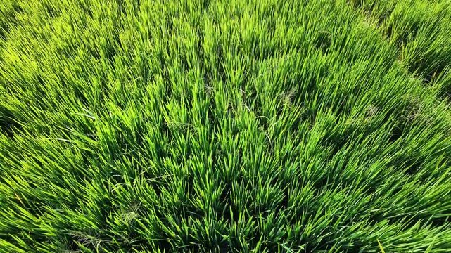 Aerial drone footage flying forward close over a lush green rice paddy field. The camera captures the beautiful vibrant texture of healthy agricultural crops growing under the bright sunlight.