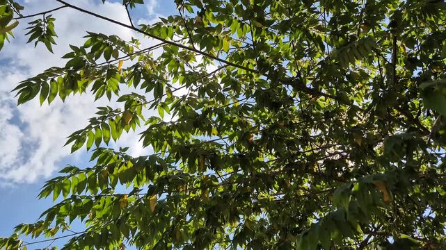 Sunlight Shining Through Green Tree Leaves Against Blue Sky with Clouds