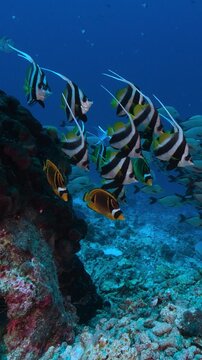 Colorful tropical coral reef fish on a beautiful reef- bannerfish and butterfly fish together- camera gets close