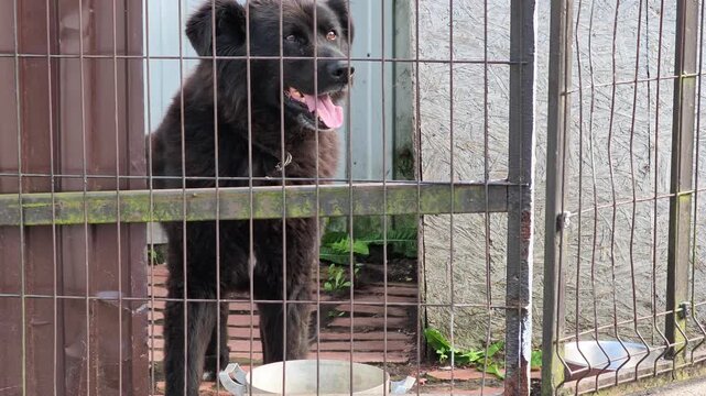 Large black dog remains behind metal bars in utilitarian kennel, head angled slightly right with alert expression, panting mouth, rustic wall panels, brick floor, small plants, and white bowl in