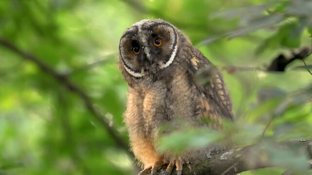 A close-up of a young long-eared owl perched on a tree branch, looking around it's surroundings in Finland.