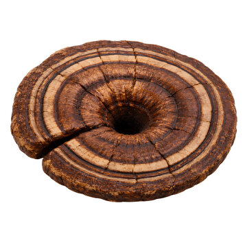Natural Reishi Mushroom Ganoderma Isolated for Herbal Medicine and Wellness