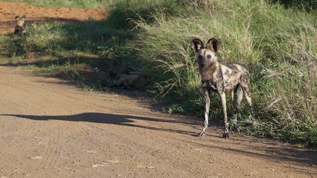 Wild dog with long morning shadow stands on grassy roadside in Africa