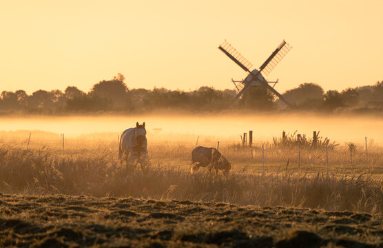 Horses in a meadow on a foggy, summers morning in the Dutch countryside.