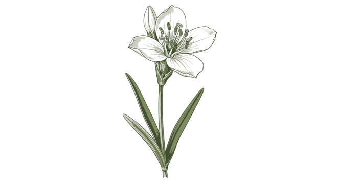 Single white lily flower botanical illustration on white