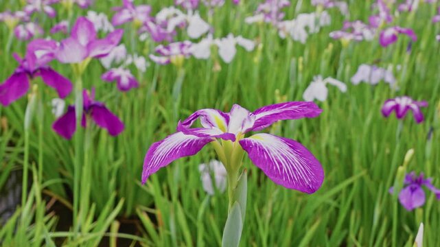 Shallow depth of field isolates one vivid magenta and white iris bloom, with a soft blur of purple and white flowers filling the background.