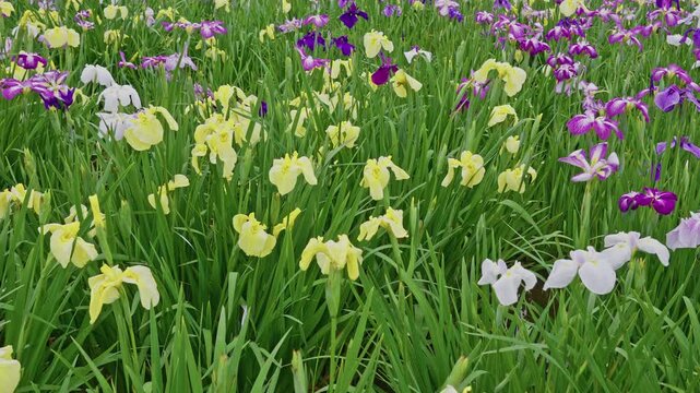 Dense field of yellow, purple and white Japanese irises sways gently, showcasing the vivid variety of blooms celebrated during Tokyo's early summer iris festival season.