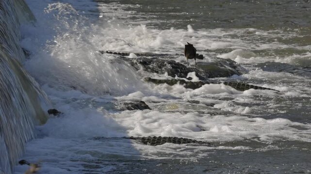 Row of hungry crocodiles and one Hamerkop wait in river rapids for prey