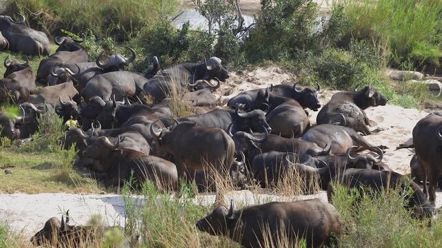 Cape buffalo herd rests on sandy riverbank chewing cud in heat of day