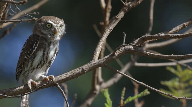 Closeup Pearl Spotted Owlett perches very attentive on tree branch