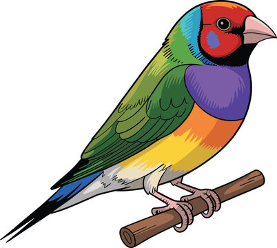 Vibrant Gouldian finch a small and highly colorful bird vector on white background.