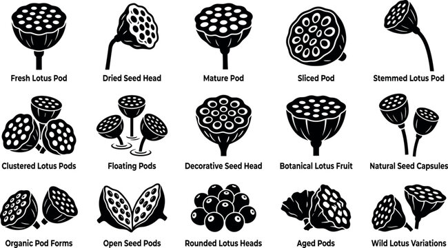Lotus pod and seed head silhouette vector icon set featuring fresh dried mature sliced stemmed clustered floating open and rounded variations.