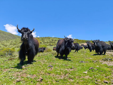 View of a herd of black yaks grazing on the lush green slopes of the Tibetan Plateau in Haixi Mongol and Tibetan Autonomous Prefecture, Sichuan, China.