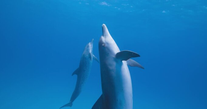 Wild Atlantic spotted dolphins cruise gracefully across a wide blue underwater view in the Bahamas