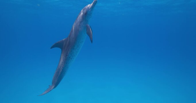 Curious Atlantic spotted dolphins pass quietly across open ocean water in a serene underwater scene