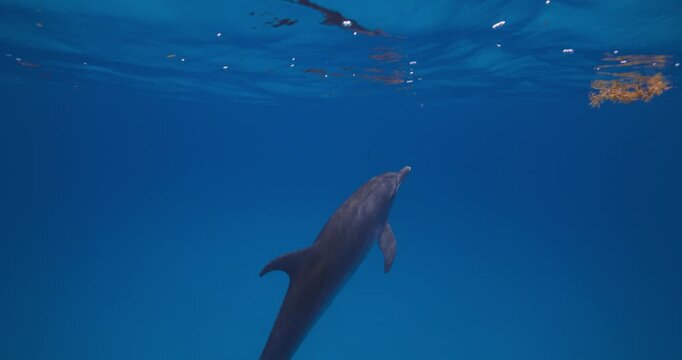 Curious Atlantic spotted dolphins travel calmly beneath soft sunlight in the blue Atlantic Ocean