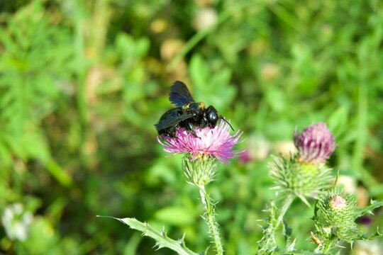 Violet carpenter bee Xylocopa violacea foraging on a pink thistle flower