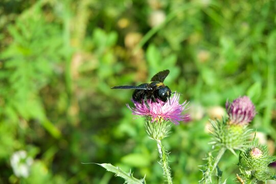 Violet carpenter bee Xylocopa violacea collecting nectar on purple thistle flower